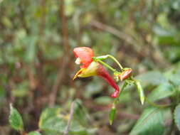 Image of Impatiens sakeriana Hook. fil.