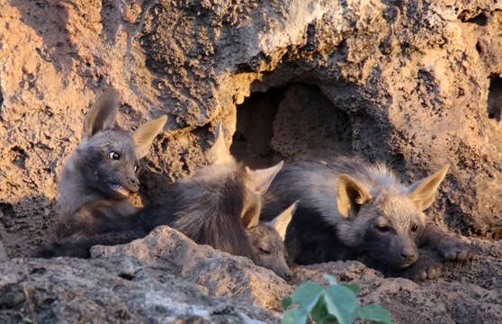 Image of Brown Hyena -- Brown Hyaena