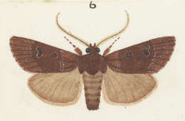 Plancia ëd Ichneutica chryserythra Hampson 1905