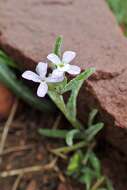 Plancia ëd Matthiola parviflora (Schousb.) W. T. Aiton