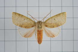 Image of Tympanistes rubidorsalis Moore 1888