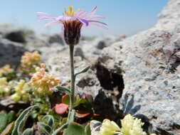 Image de Erigeron asperugineus (D. C. Eat.) A. Gray