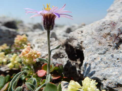 Image of Idaho fleabane