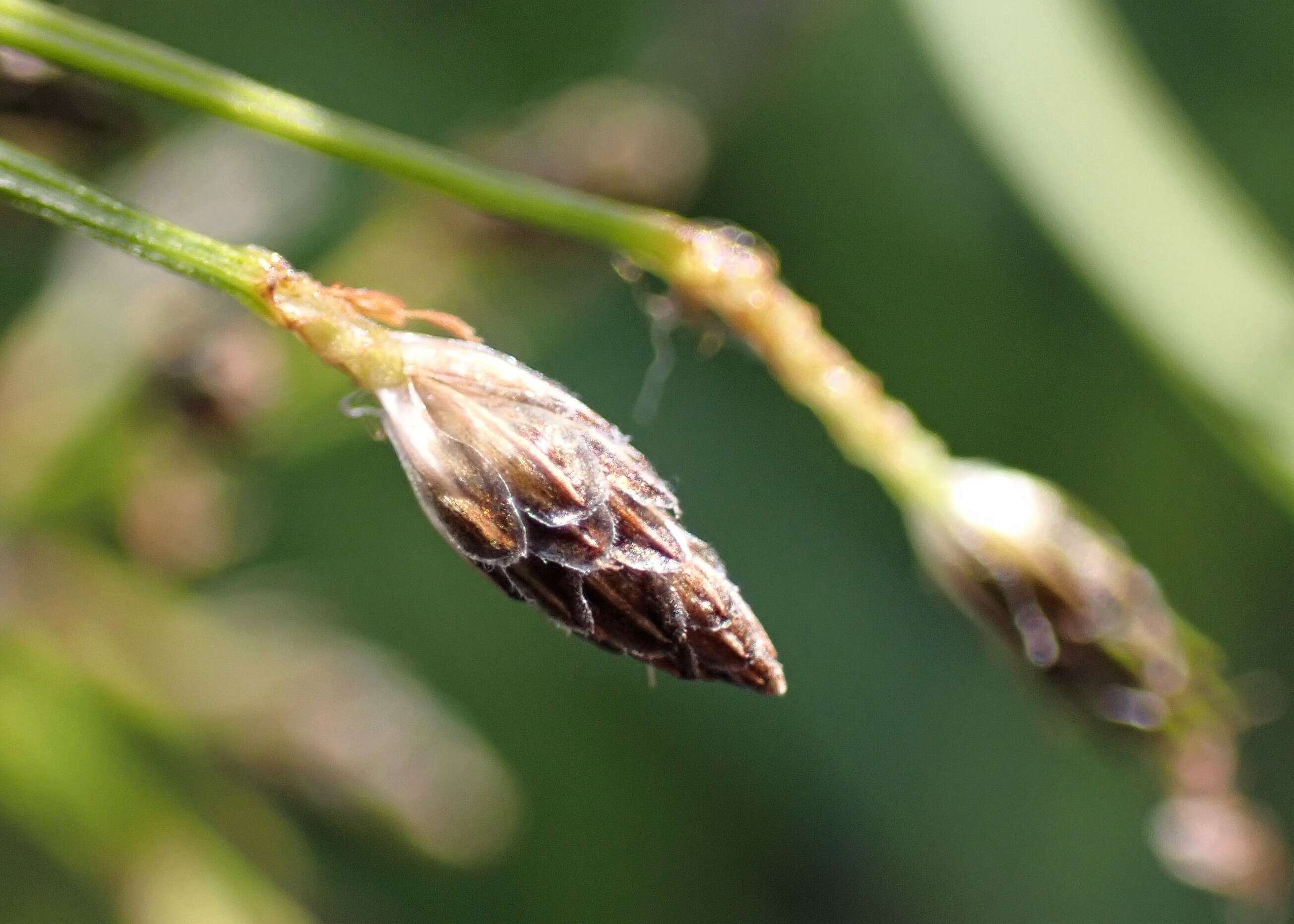 Image of Scirpus radicans Schkuhr