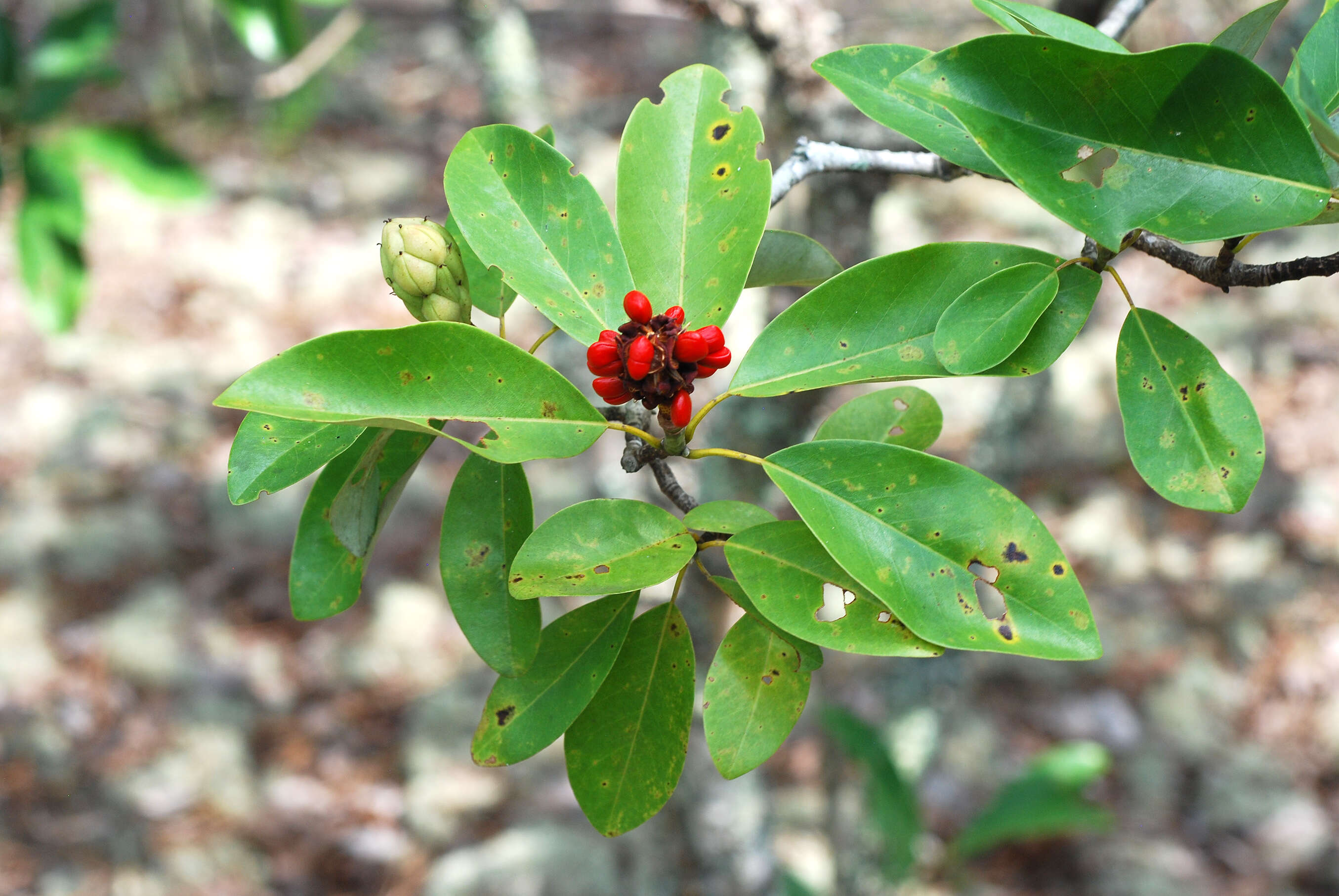 Sivun Magnolia virginiana L. kuva