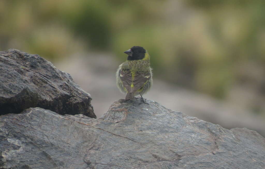 Imagem de Spinus crassirostris (Landbeck 1877)