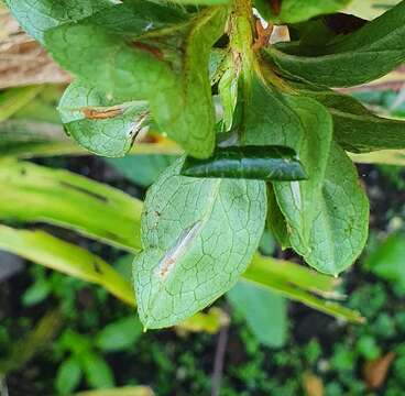 Image of Azalea leafminer