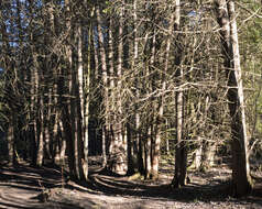 Image of Arbor-vitae