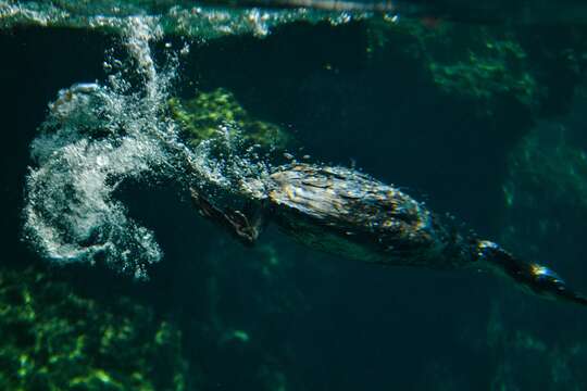 Image of European Shag