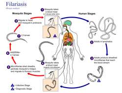 Imagem de <i>Brugia malayi</i>