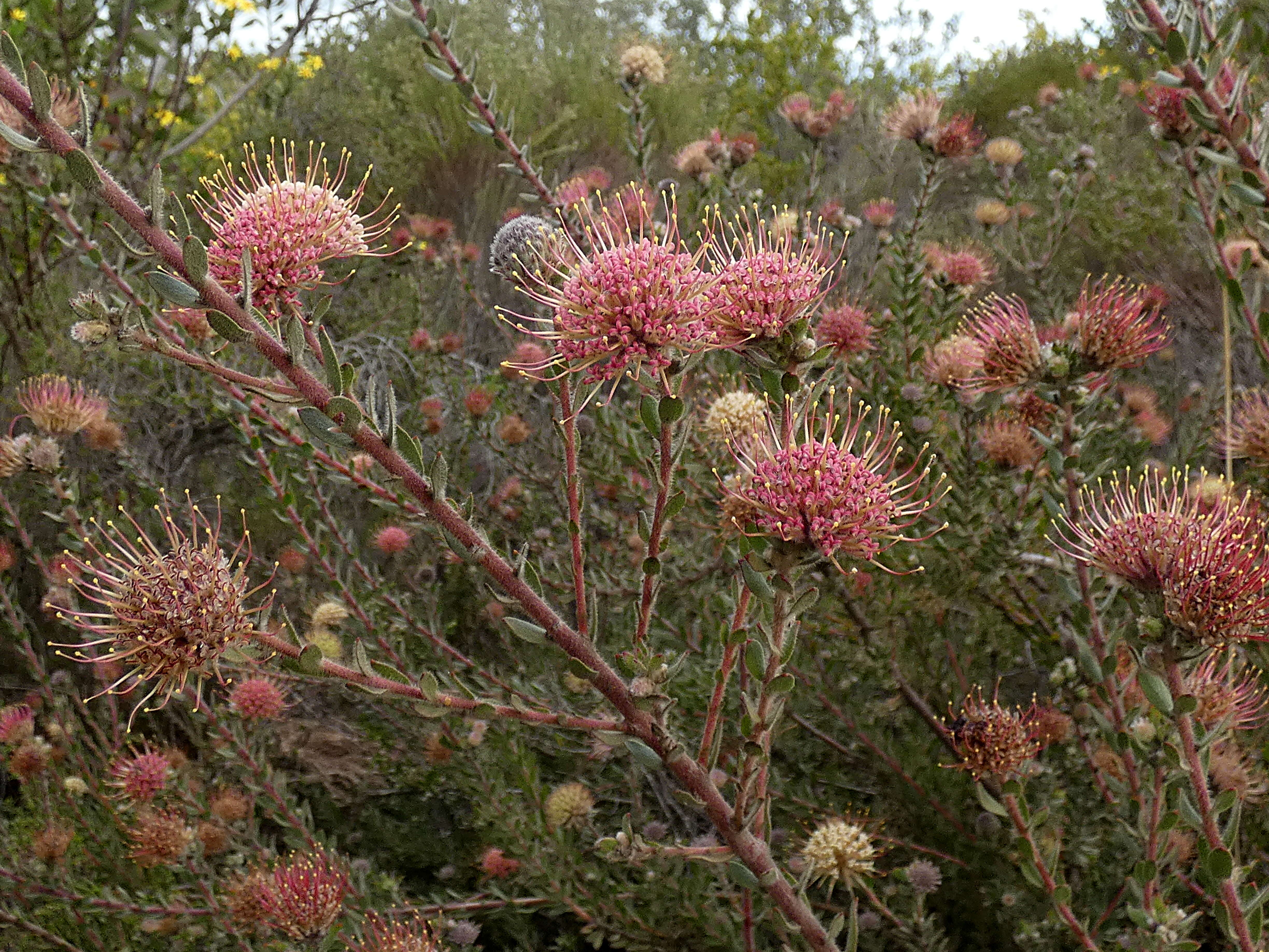 Image of arid pincushion