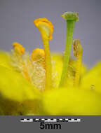 Image of Great Mullein