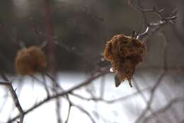 Image of Mossy Rose Gall Wasp