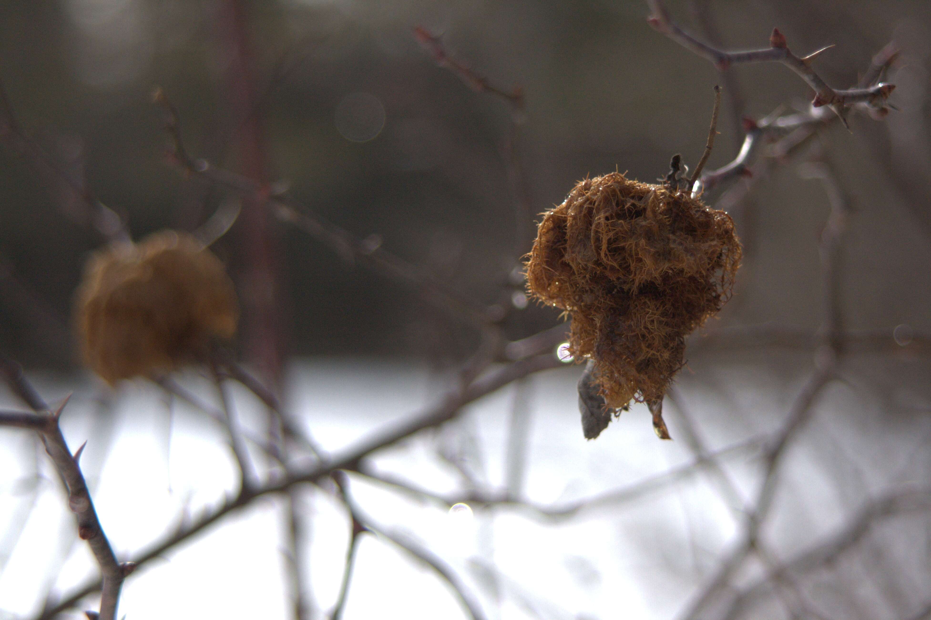 Image of Mossy Rose Gall Wasp