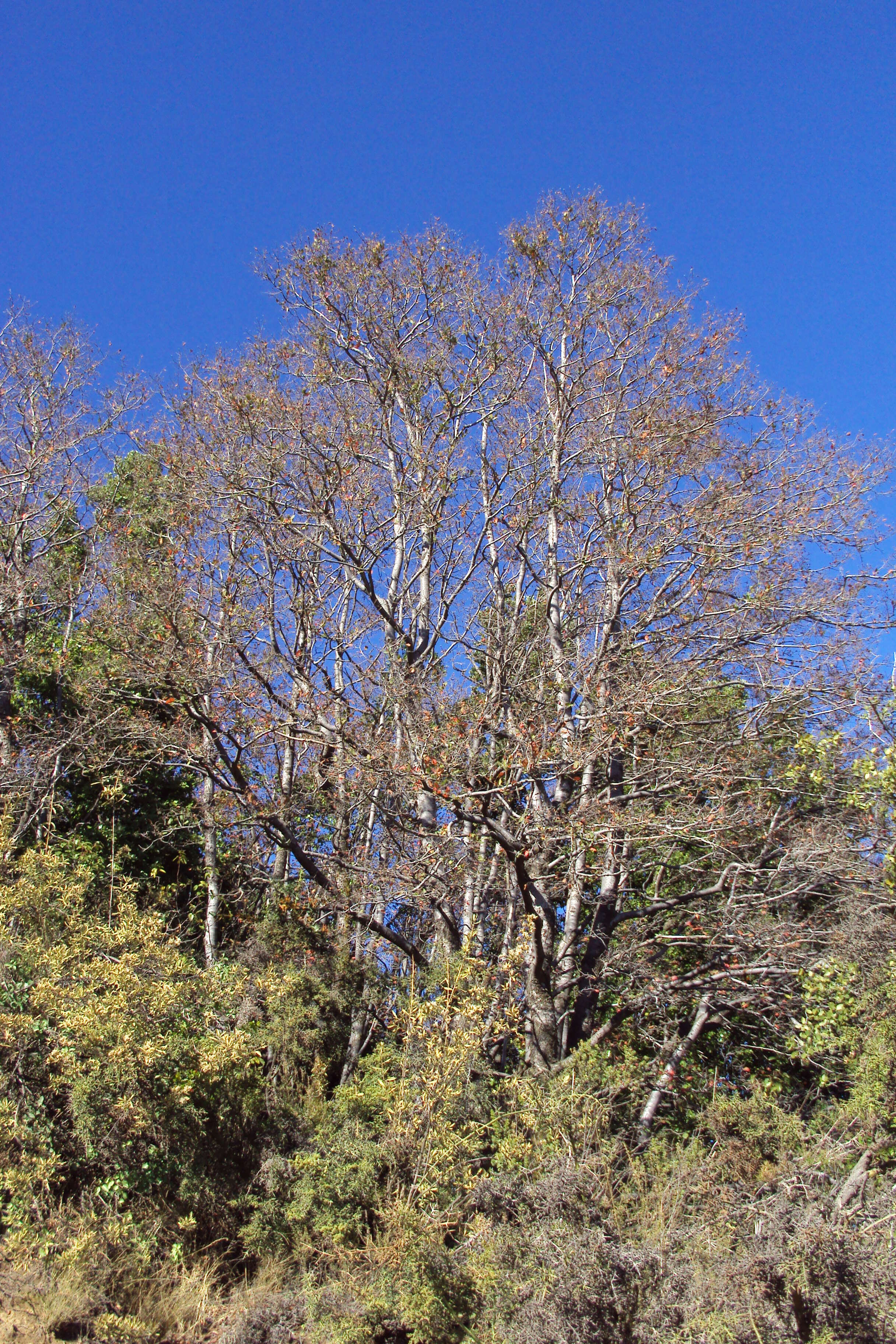 Imagem de Nothofagus macrocarpa (A. DC.) F. M. Vázquez & R. A. Rodr.