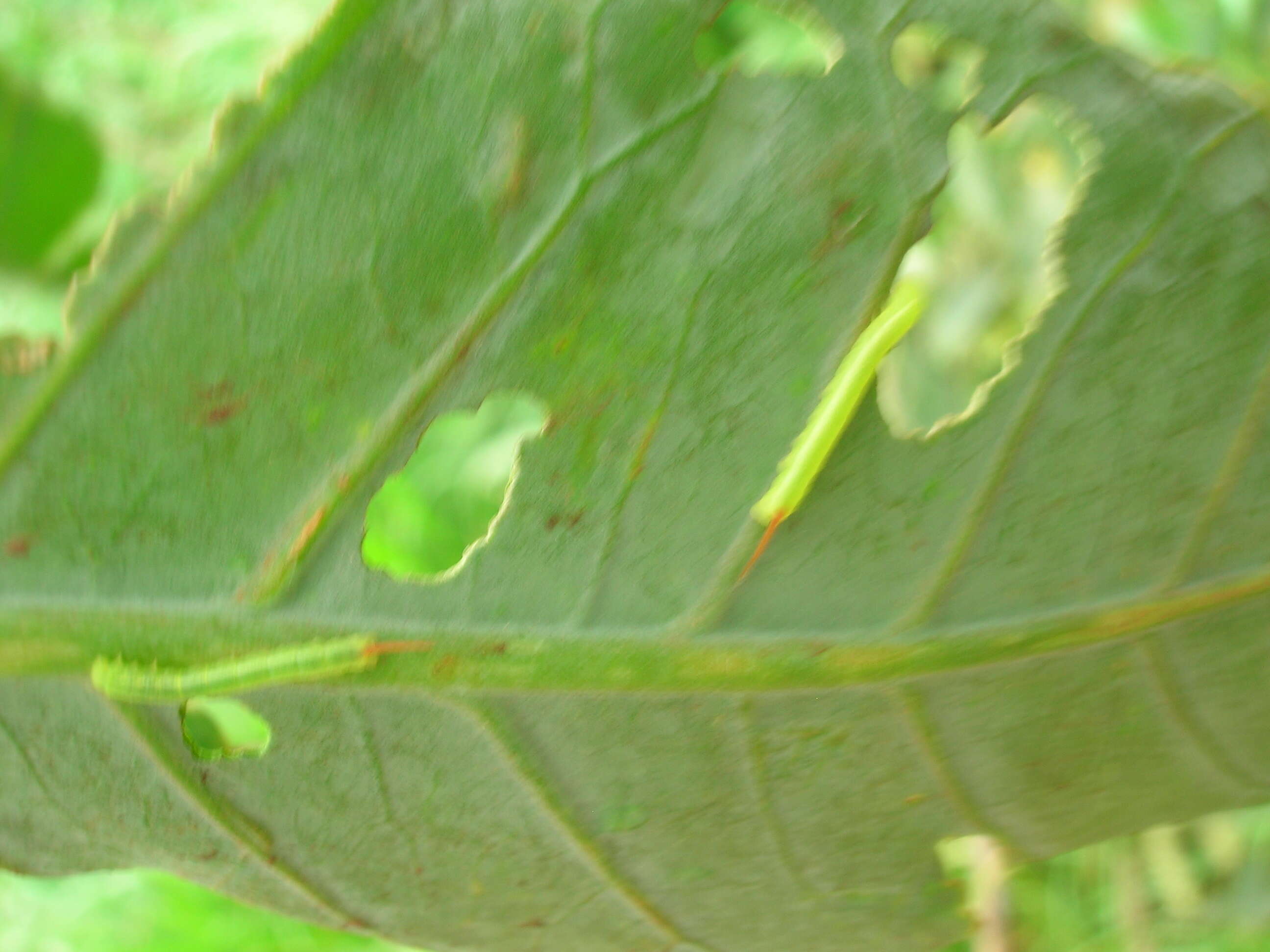 Image of tree tobacco