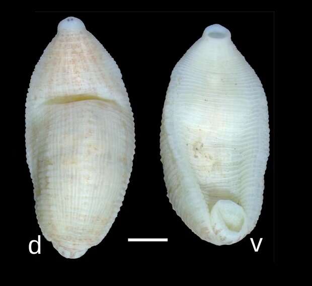 Plancia ëd Batracobdelloides