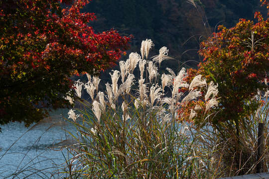 Imagem de Miscanthus sinensis Andersson