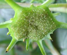 Image of Dorstenia indica Wight