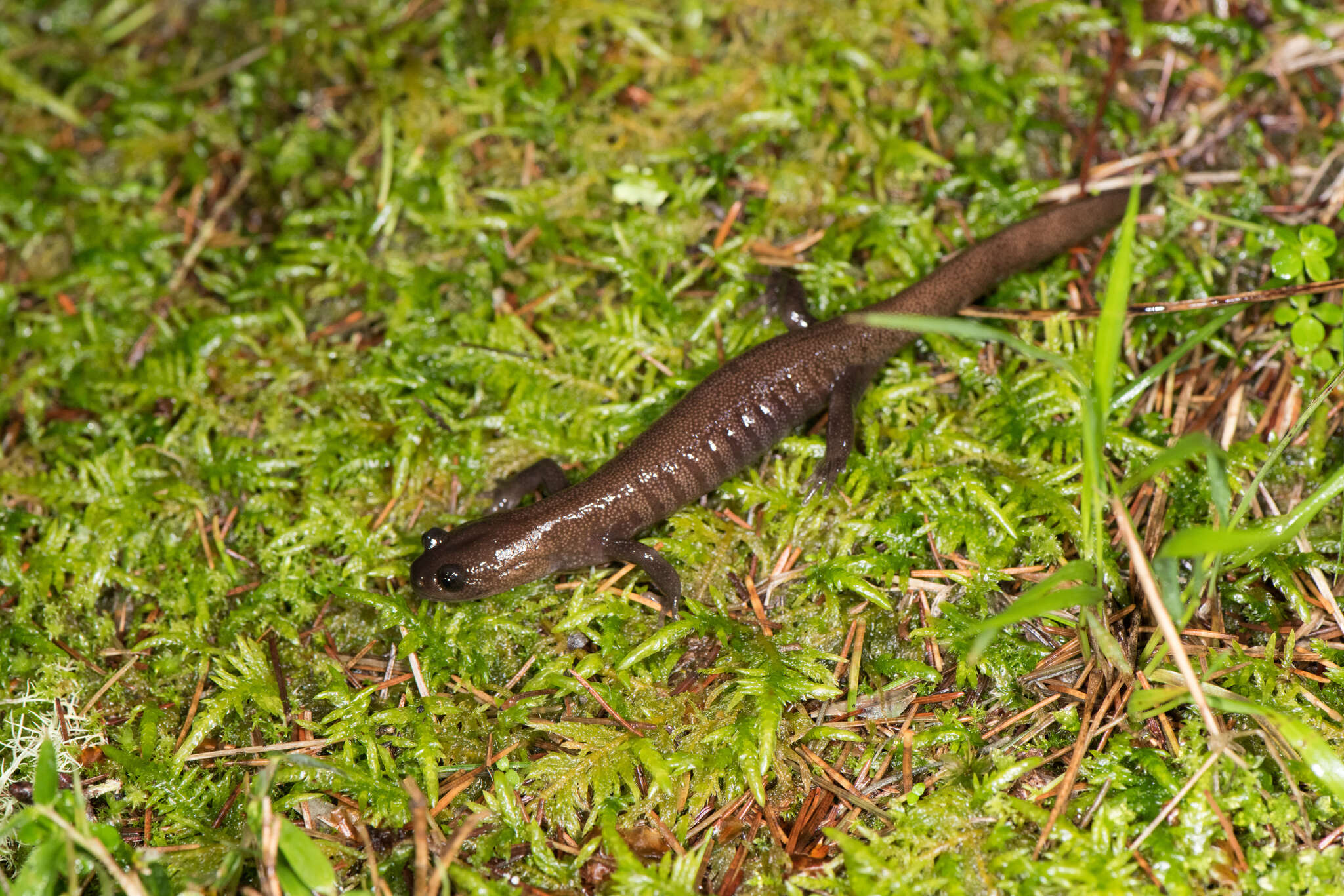 صورة Hynobius arisanensis Maki 1922