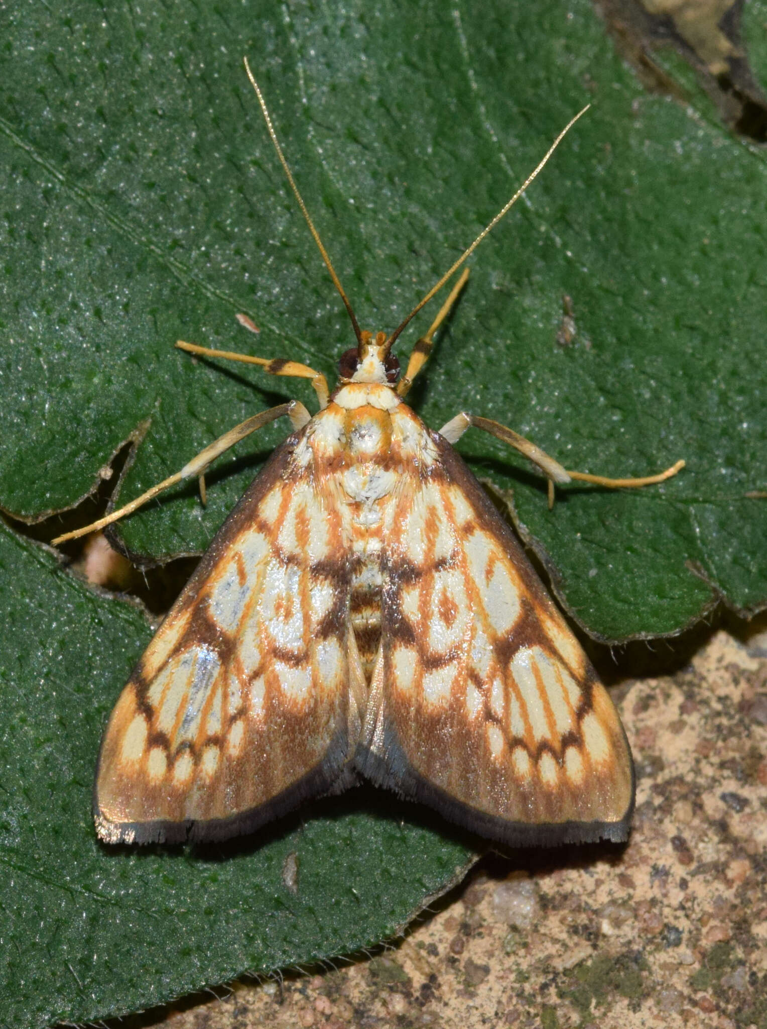 Chalcidoptera thermographa resmi