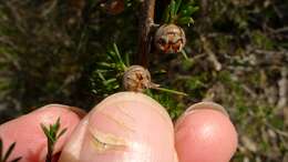 Image of Leptospermum arachnoides Gaertner