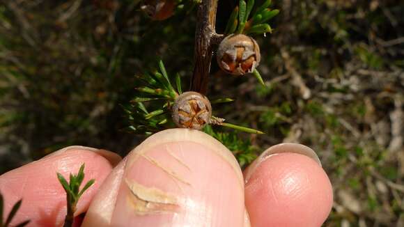 Image of Leptospermum arachnoides Gaertner