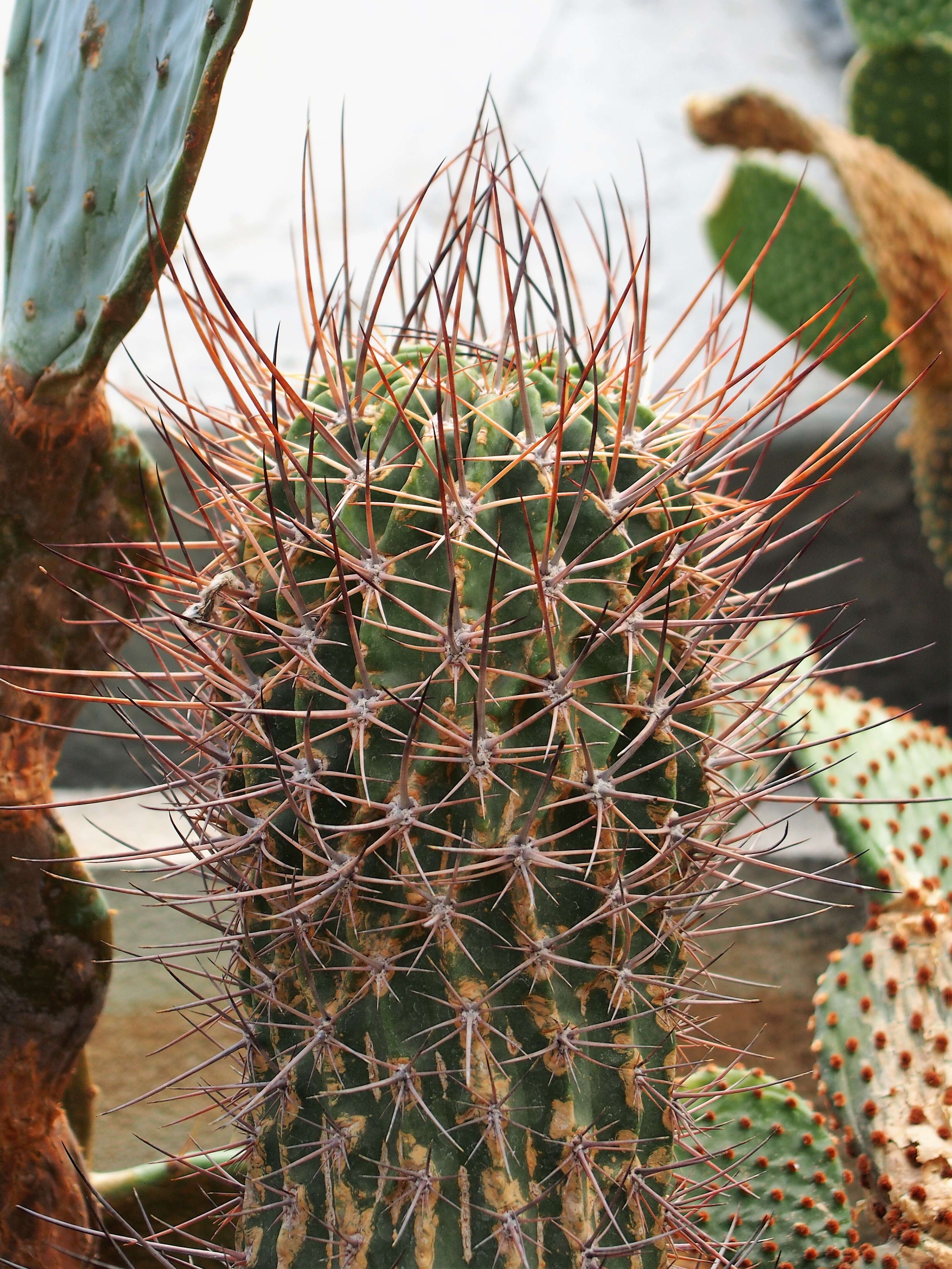 Plancia ëd Echinopsis ferox (Britton & Rose) Backeb.