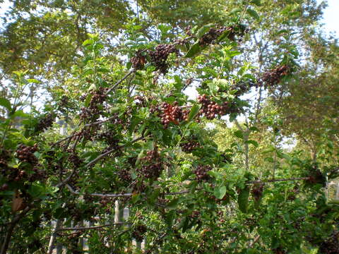 Image de Schinus latifolia