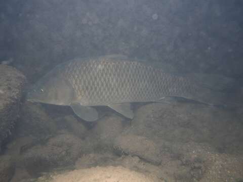 Image of common carp, carp