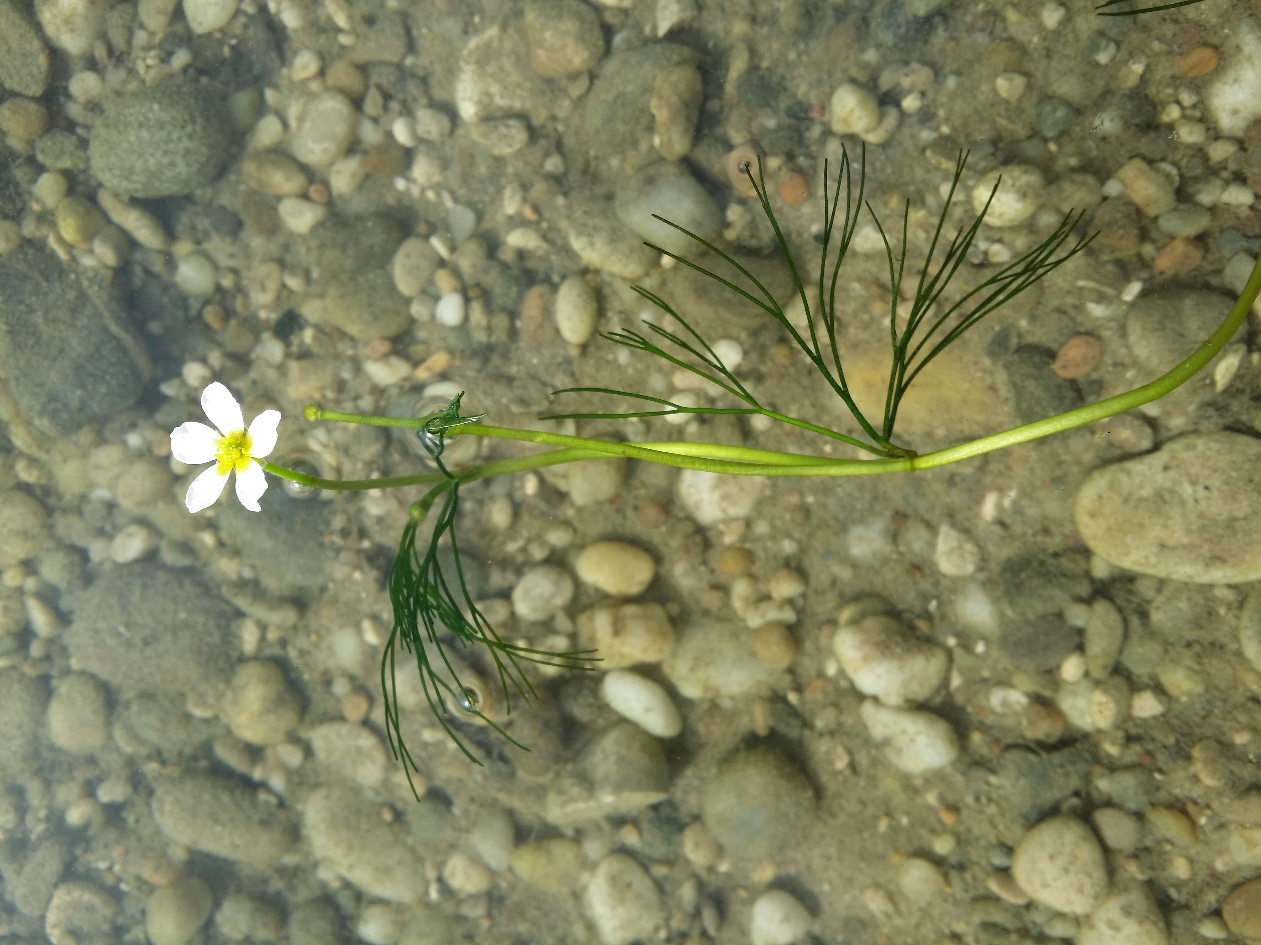 Слика од Ranunculus trichophyllus Chaix