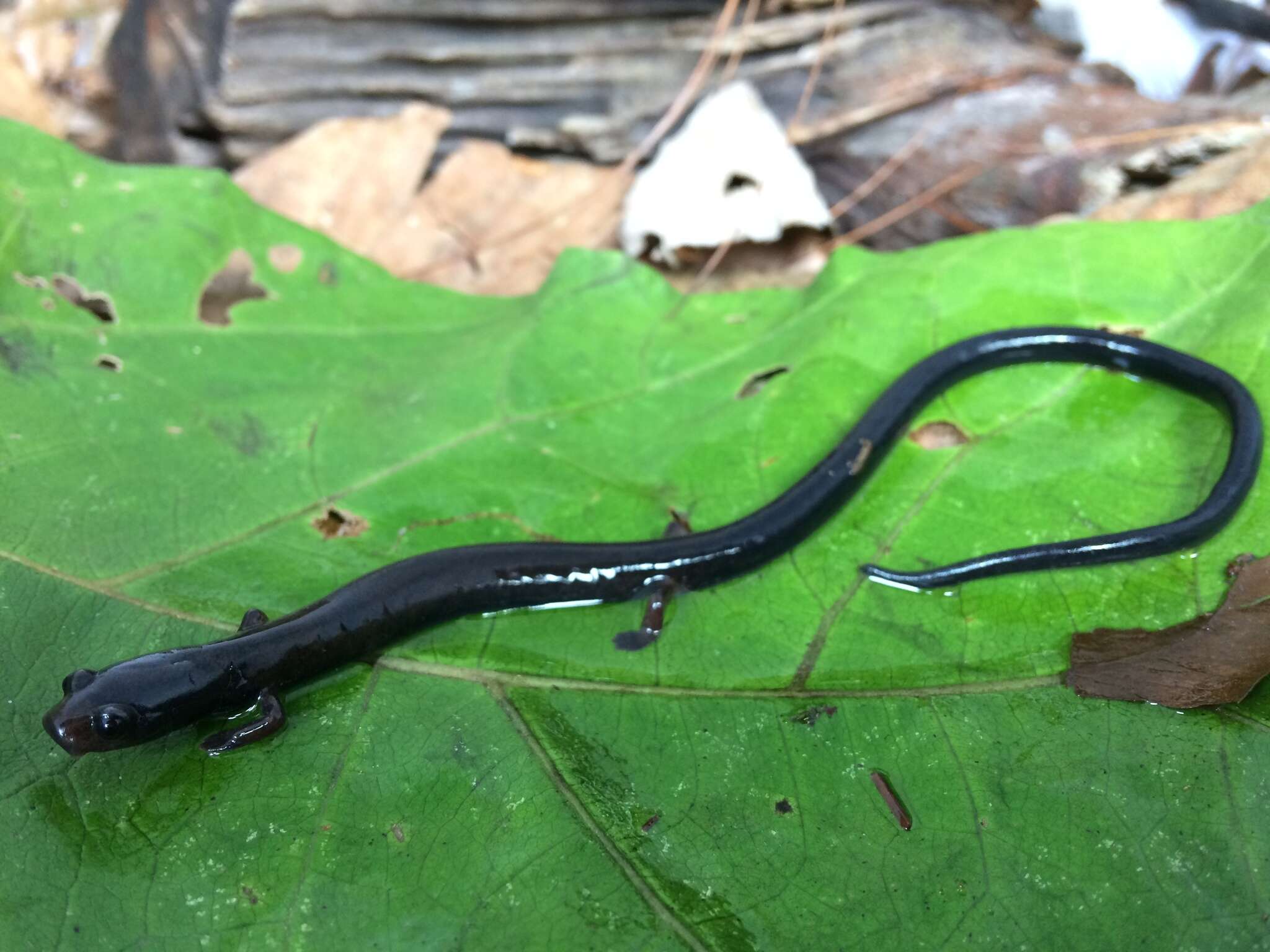 Image of Worm salamander