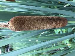 Image of broadleaf cattail