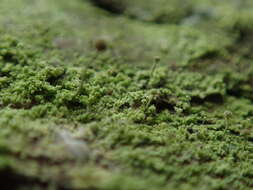 Image of needle lichen