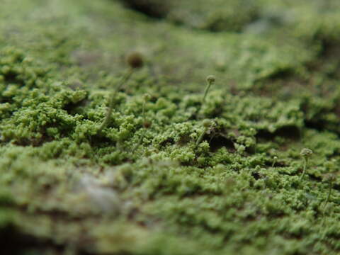 Image of needle lichen