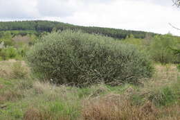 Imagem de Salix cinerea L.