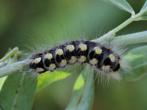 Image of Acronicta cinerea Hufnagel 1766