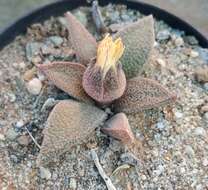 Aloinopsis rubrolineata (N. E. Br.) Schwant. resmi