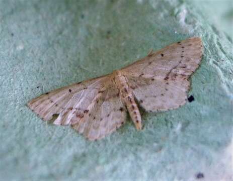 Scopula marginepunctata Göze 1781 resmi