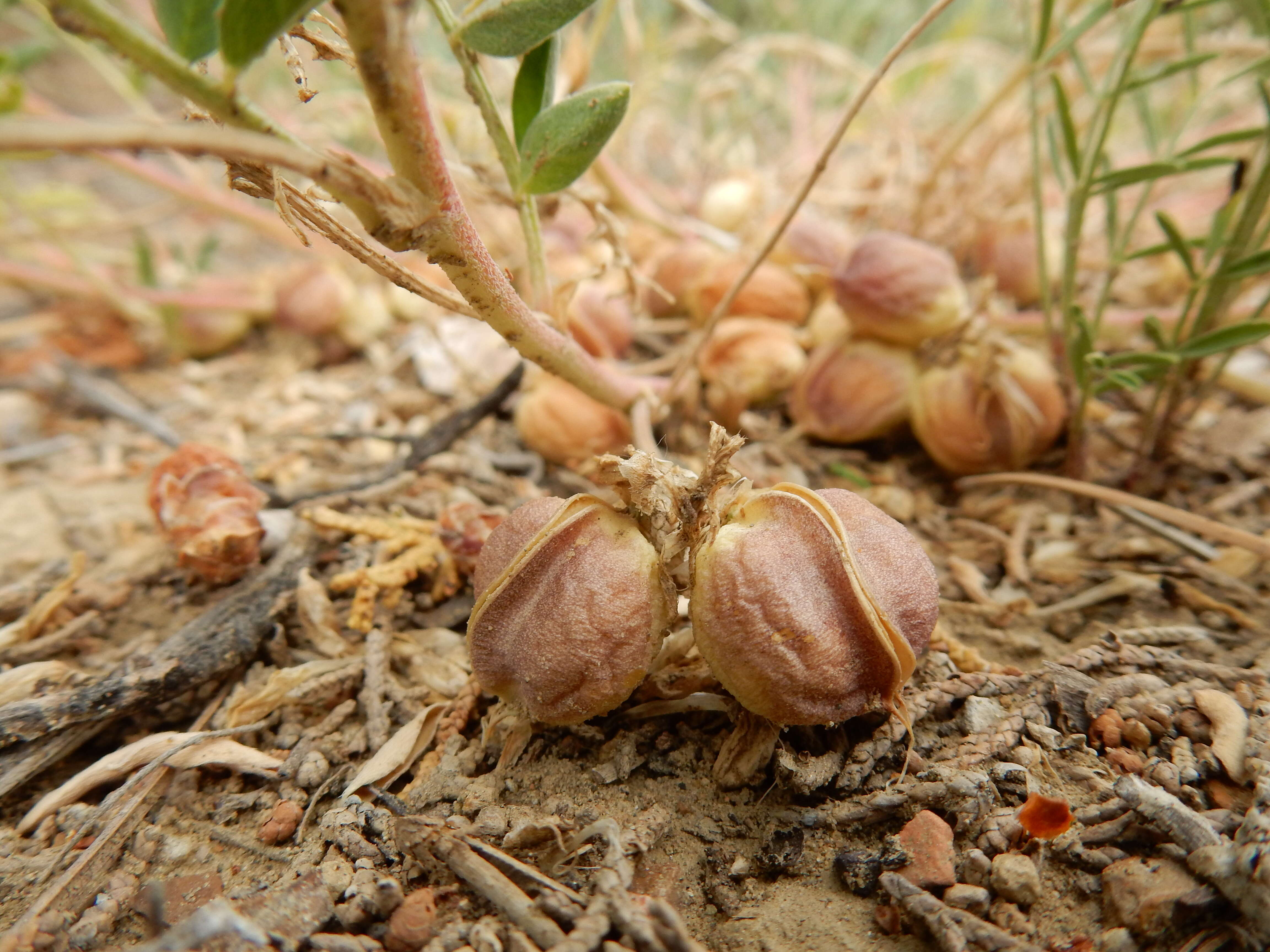 Sivun Astragalus crassicarpus Nutt. kuva