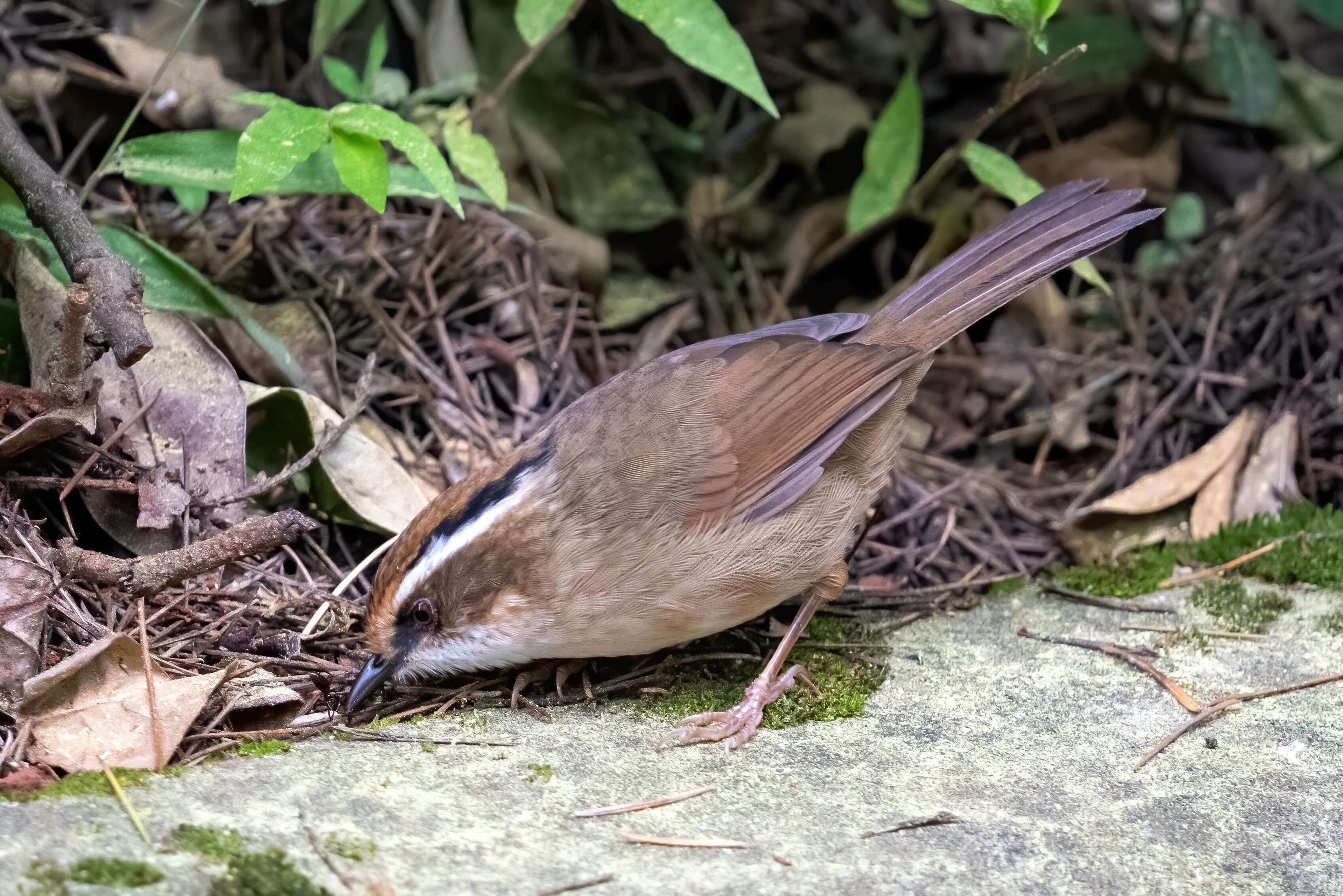 Image of Rusty-capped Fulvetta