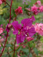 Image of elegant clarkia