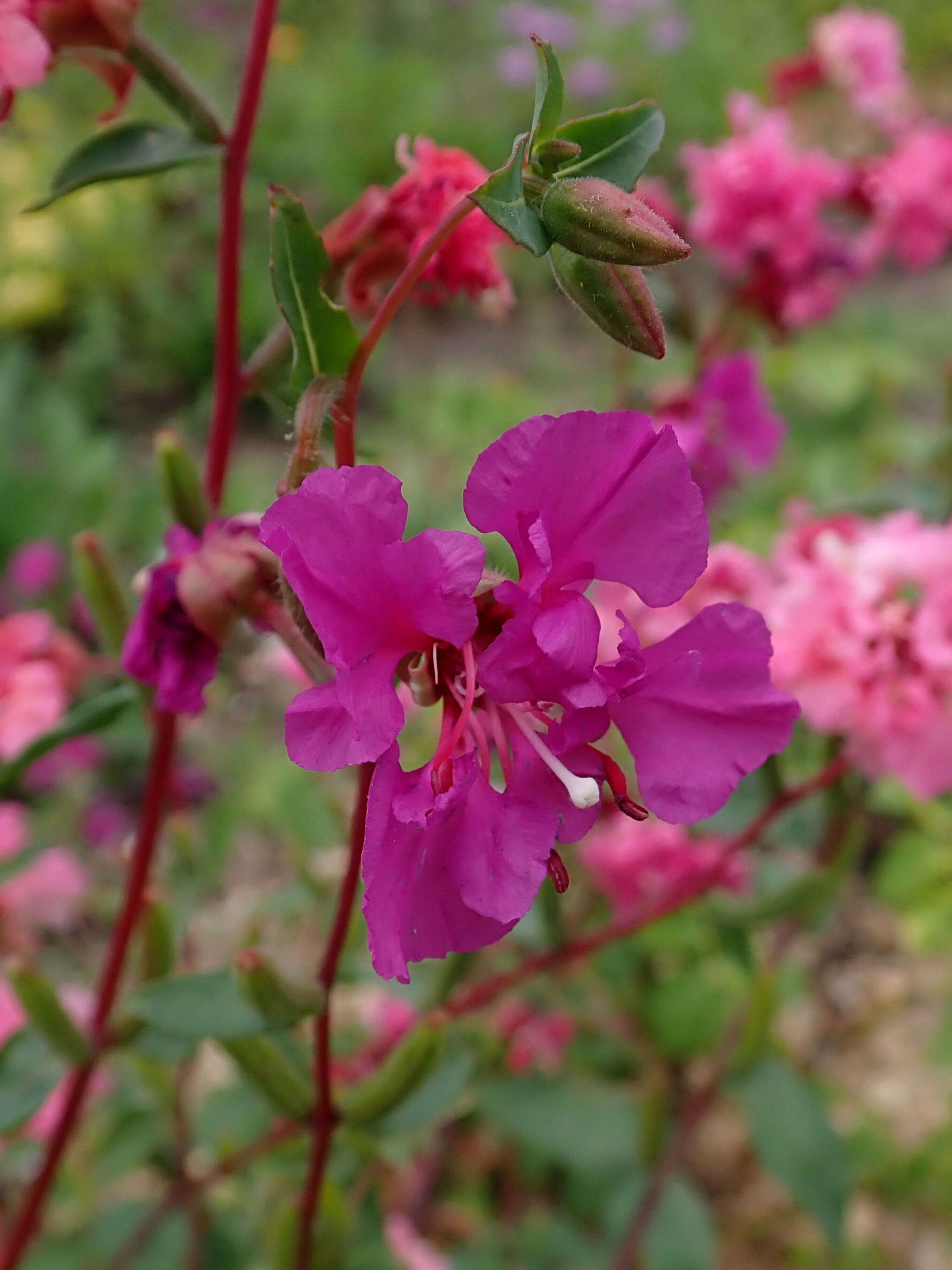 Image of elegant clarkia