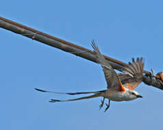 Image of Scissor-tailed Flycatcher