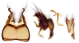 Image of root-maggot flies