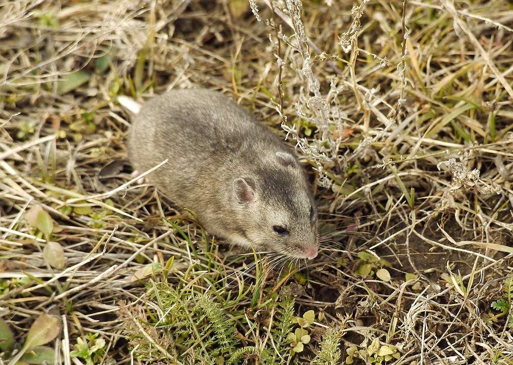 Cricetulus migratorius (Pallas 1773) resmi