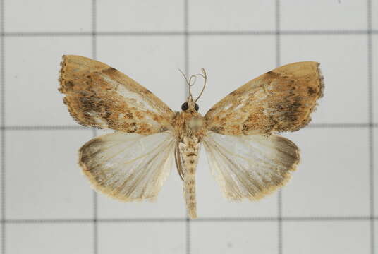 Image de Crocidolomia subhirsutalis Schaus 1927