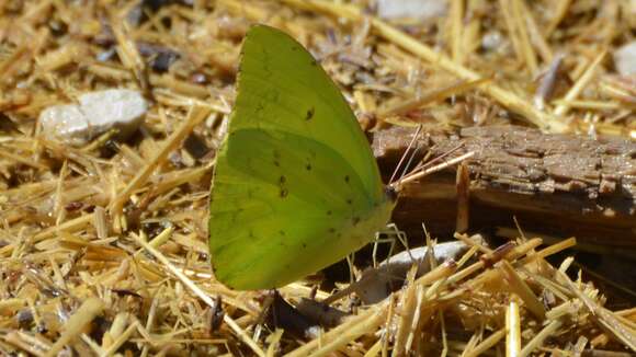 Image of Clouded sulphur