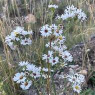 Image of Smooth White American-Aster