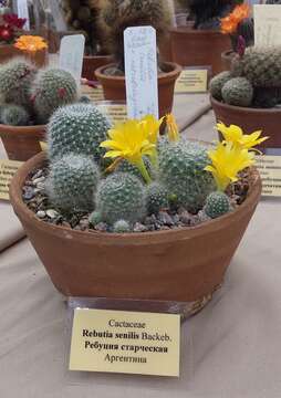 Image of Rebutia minuscula K. Schum.